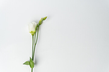 Branch of a rose on a white background. beautiful eustoma  isolated on white background. copy space for text