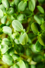 Sunflower Microgreen Ready to Harvest