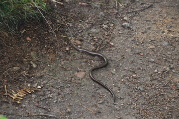 snake in the ground