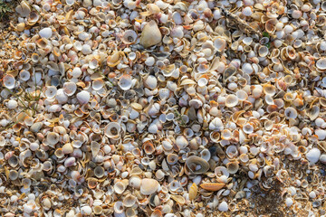 Small seashells on the beach coast