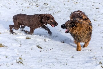 Naklejka premium Dogs playing in the snow. The puppy is playing in the snow. Brown flat coated retriever puppy outdoor on the snow in winter.