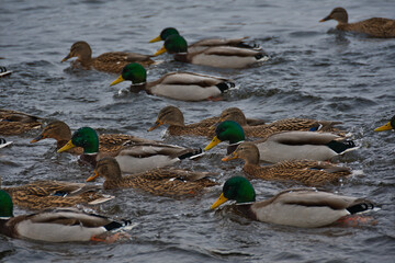 Mallard and drake quickly swim in a flock of duck on the unfrozen river, drops of water that did not roll down immediately freeze on the plumage of ducks.