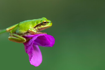 Beautiful Europaean Tree frog Hyla arborea 