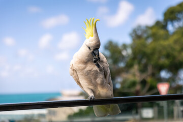 Parrot Eating