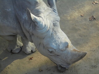 rinoceronte blanco