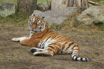 tiger in the zoo