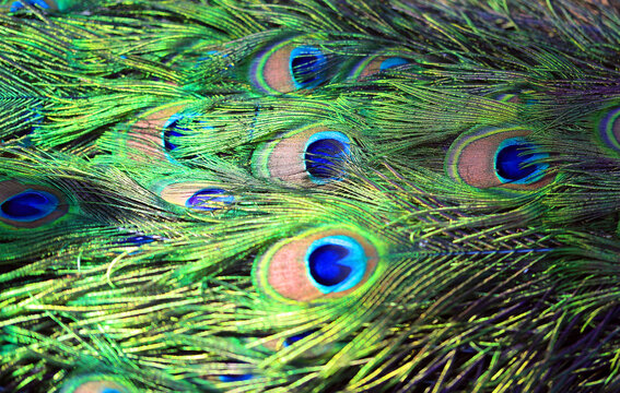 Photo background peacock feathers bird