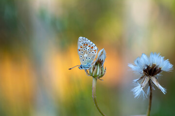 Macro shots, Beautiful nature scene. Closeup beautiful butterfly sitting on the flower in a summer garden.