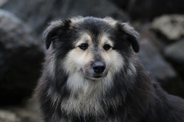 cute mixed breed dog