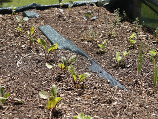 vegetable garden in the garden