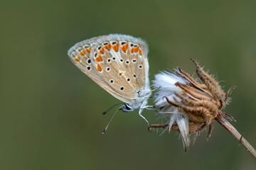 Macro shots, Beautiful nature scene. Closeup beautiful butterfly sitting on the flower in a summer garden.