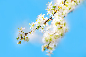 Fototapeta na wymiar Blooming apple tree. White flowers of apple tree against blue sky