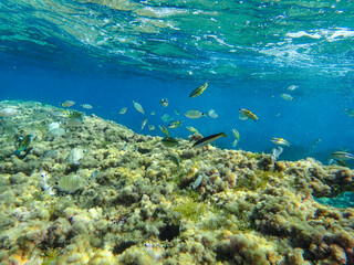 Fototapeta na wymiar A fish school swimming in the Mediterranean