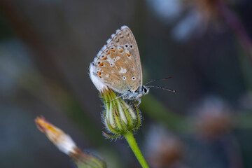 Macro shots, Beautiful nature scene. Closeup beautiful butterfly sitting on the flower in a summer garden.