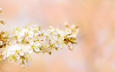 Obraz premium Flowers of cherry blossoms on a spring day