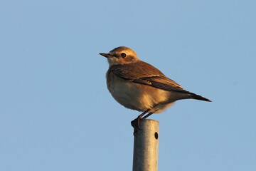 Northern Wheatear perched