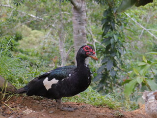 duck