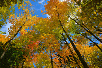 Autumn leaves with the blue sky background