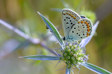 Macro shots, Beautiful nature scene. Closeup beautiful butterfly sitting on the flower in a summer garden.