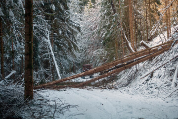 FORSTARBEIT . UMGESTÜRZTE BÄUME : FORESTRY WORKS . FALLEN TREES