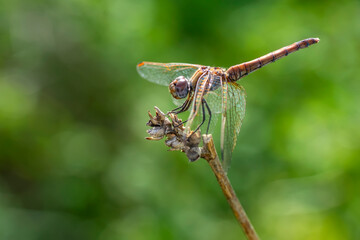 Macro shots, Beautiful nature scene dragonfly.  