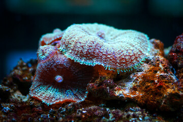 Fototapeta na wymiar coral reef in the sea coral texture 