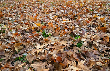 Large carpet of leaves on the ground in autumn