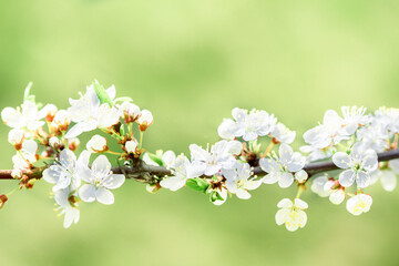Flowers of cherry blossoms on a spring day