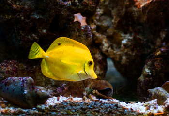 Fototapeta na wymiar yellow fish at the coral reef