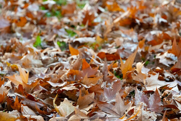 Carpet of leaves on the ground in autumn