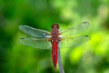 Macro shots, Beautiful nature scene dragonfly.  