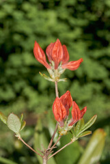 Slocock Hybrid Azalea 'Feuerwerk' (Rhododendron molle x Rhododendron calendulaceum x Rhododendron arborescens x Rhododendron occidentale) in garden