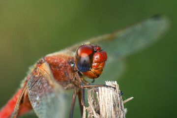 Macro shots, Beautiful nature scene dragonfly.  