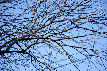 Natural Abstract Tree Branch Pattern. Branching tree without leaves on blue sky background in autumn - winter season.