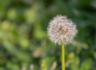 Fototapeta premium Dandelion on a green meadow