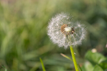 Dandelion on a green meadow with some seed lost by wind
