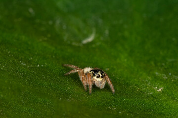 Close up  beautiful jumping spider  
