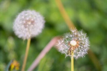 Dandelions on a green meadow with some seed lost by wind