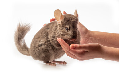 cute little chinchilla isolated on white background