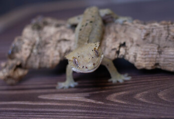 Correlophus ciliatus