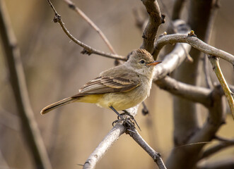 Northern Beardless Tyrannulet