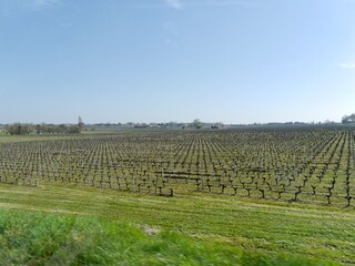 Fototapeta premium vineyards in South France