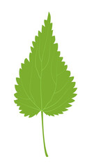 Nettle leaf with veins medicinal plant