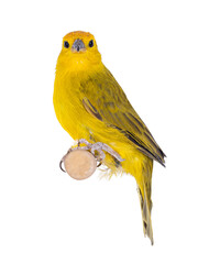 Yellow fronted canay aka Crithagra mozambica bird. Isolated on a white background. Sitting on wooden stick.