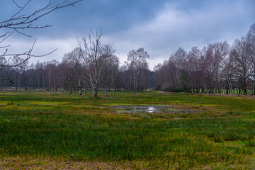 Obraz premium Pietmoor in der Lüneburger Heide Moor 