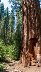 Obraz premium Giant Sequoia (Sequoiadendron giganteum) in Tuolumne Grove of Giant Sequoias, Yosemite National Park, California, USA