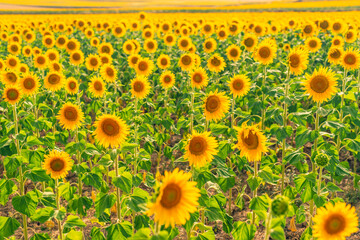 field of yellow flowers. landscape with sunflowers background
