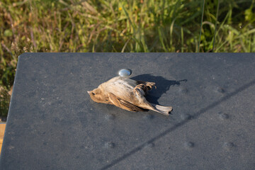 Dead body of a house sparrow bird with feet up lying on a black metal bench in the park