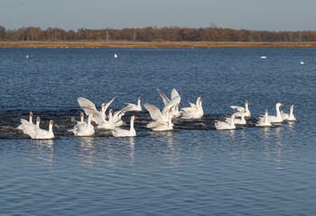 Domestic geese splash in the water on the lake.