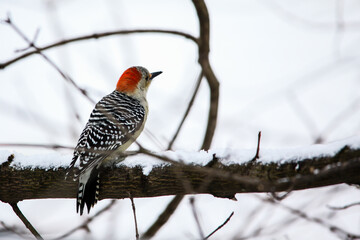 Yellow-bellied woodpecker on tree brunch in winter